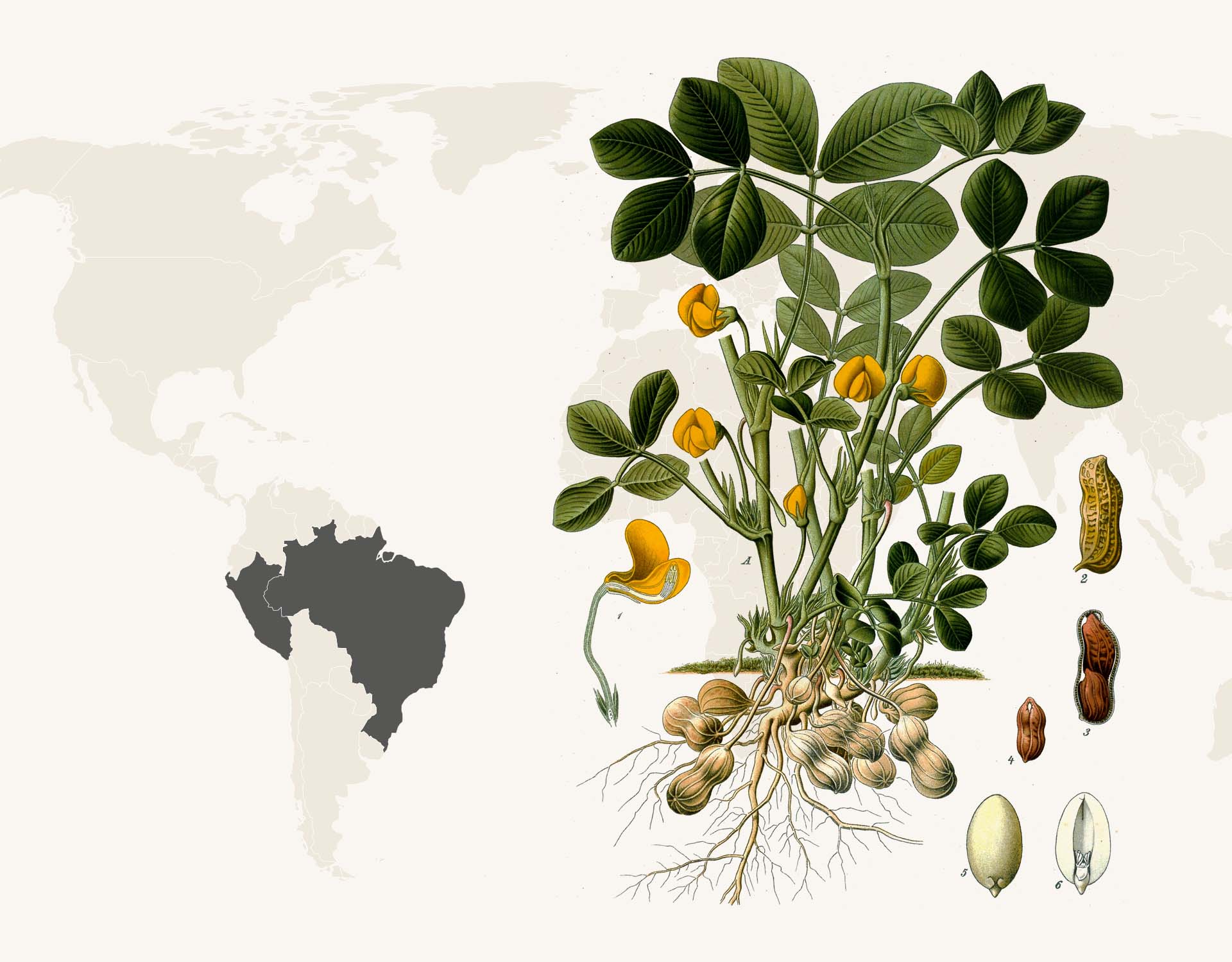 La cacahuète : tout savoir sur la cacahuète